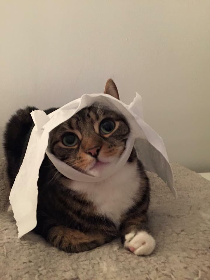 toilet paper hat