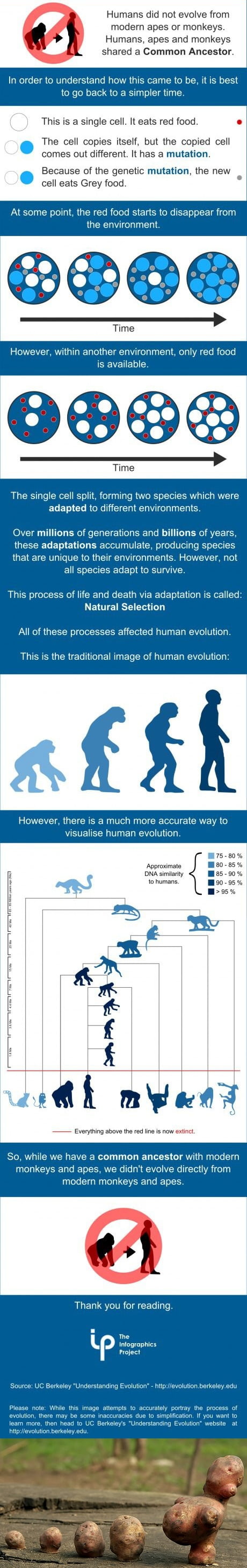 if-humans-evolved-from-monkeys-and-apes-then-why-there-are-still