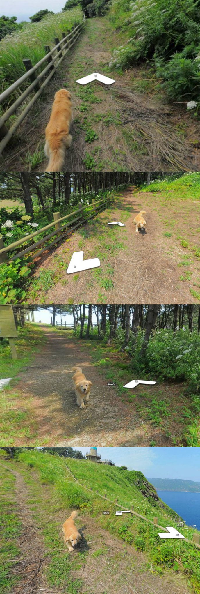 This dog followed the Google Maps guy - 9GAG