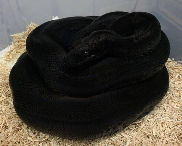 The Blackness Of This Snake - 9GAG