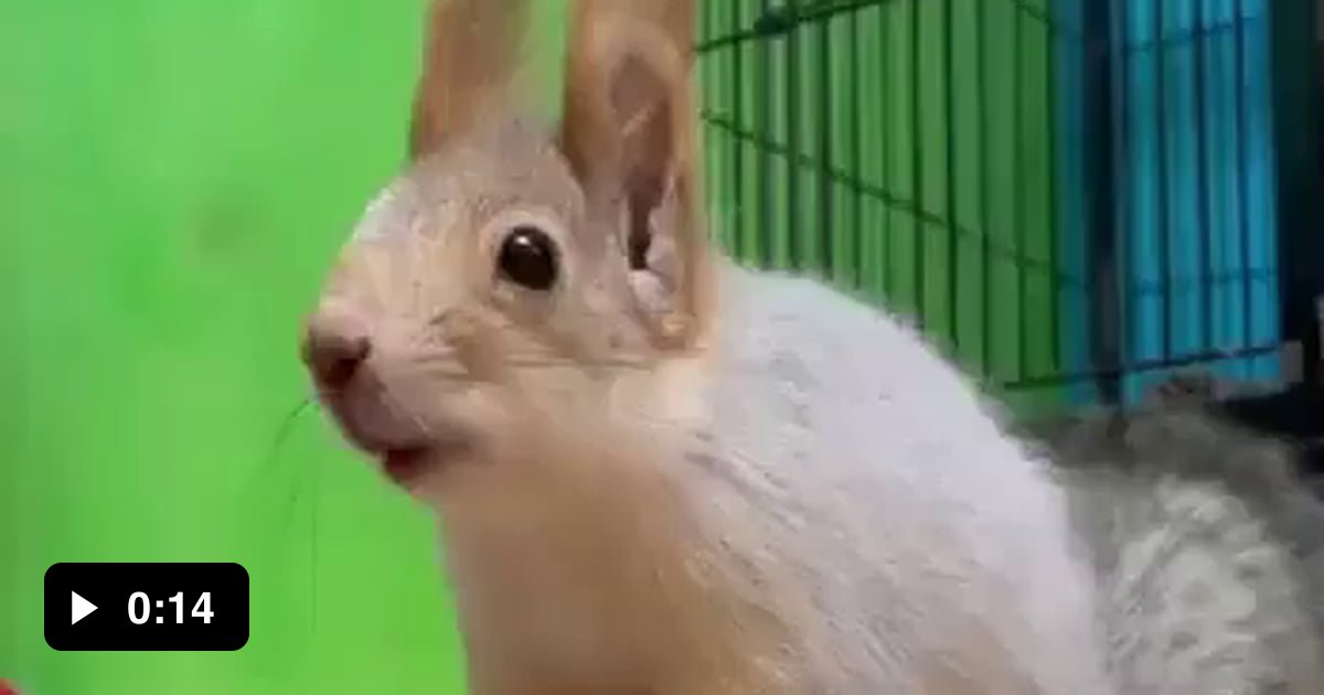 Squirrels can scream 9GAG