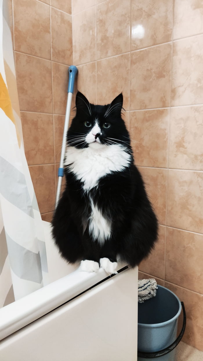 My cat keeps me company while I'm on the toilet. He does crazy runs around the apartment and