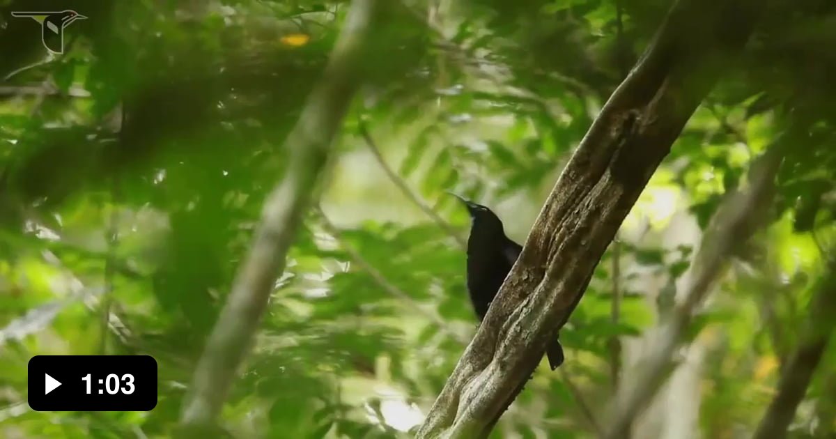 The bizarre and fascinating courtship display of the magnificent ...