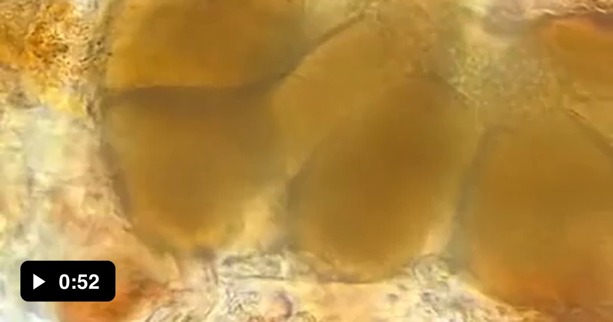 Water bear giving birth - 9GAG