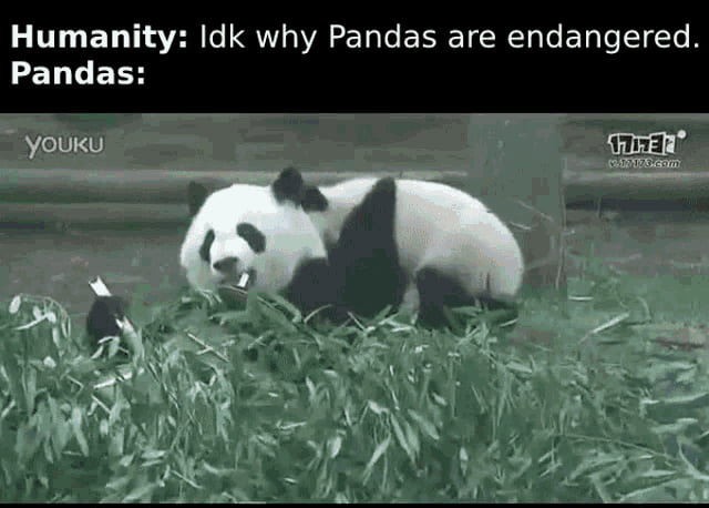 Ppl wondering why Panda bears are endangered
