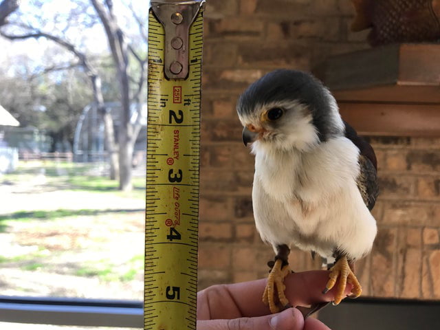 Pygmy Raptors The Pygmy Falcon is the smallest raptor in Africa - adults are less ...