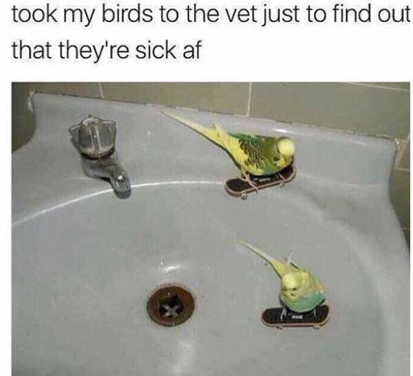 those-birds-are-sick-9gag