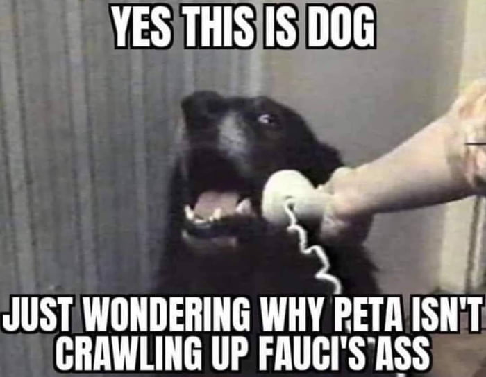 DOGGO WANTS ANSWERS - 9GAG