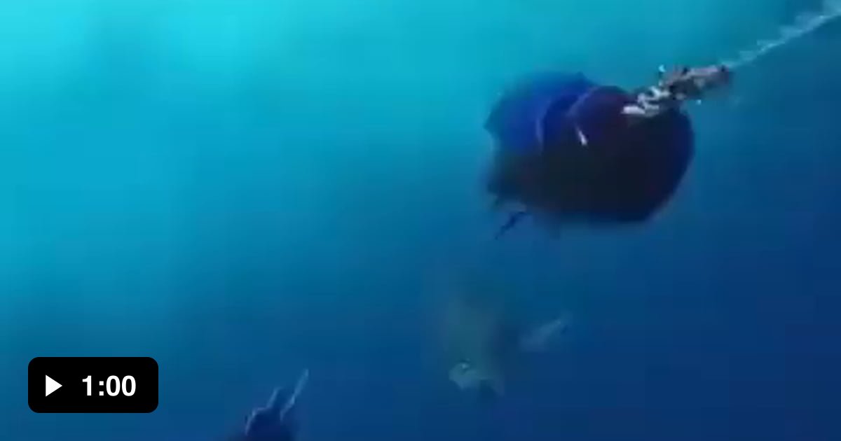 Swordfish chasing bait anchored to boat.. Swordfish can reach speeds up