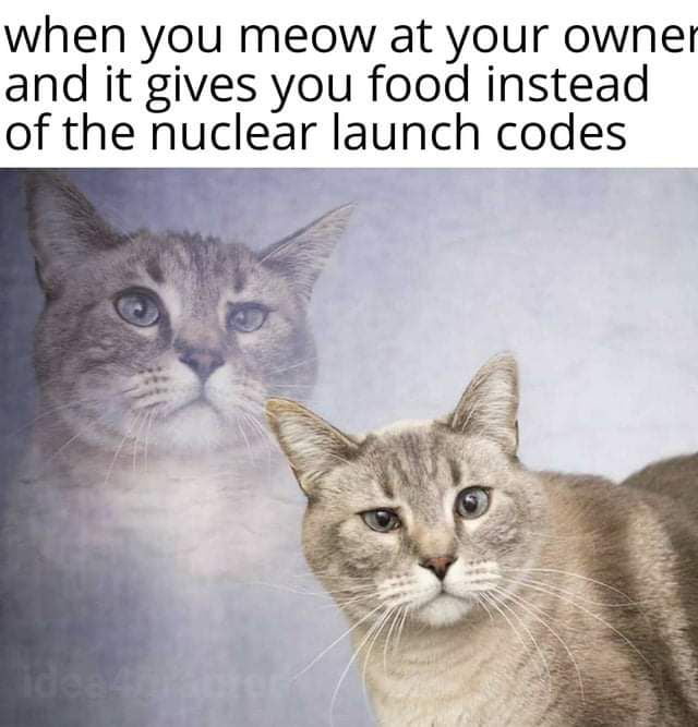 Мем с котом жизнь