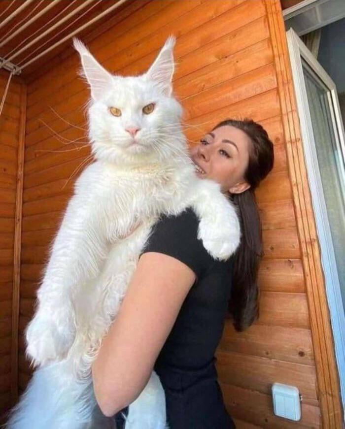 Kefir The Maine Coon Cat Is A Gentle Giant That Weighs Over 27 Pounds ...