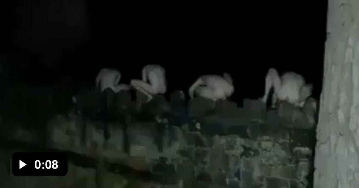 Naked Guys Jumping Like Frogs In The Middle Of The Night Gag