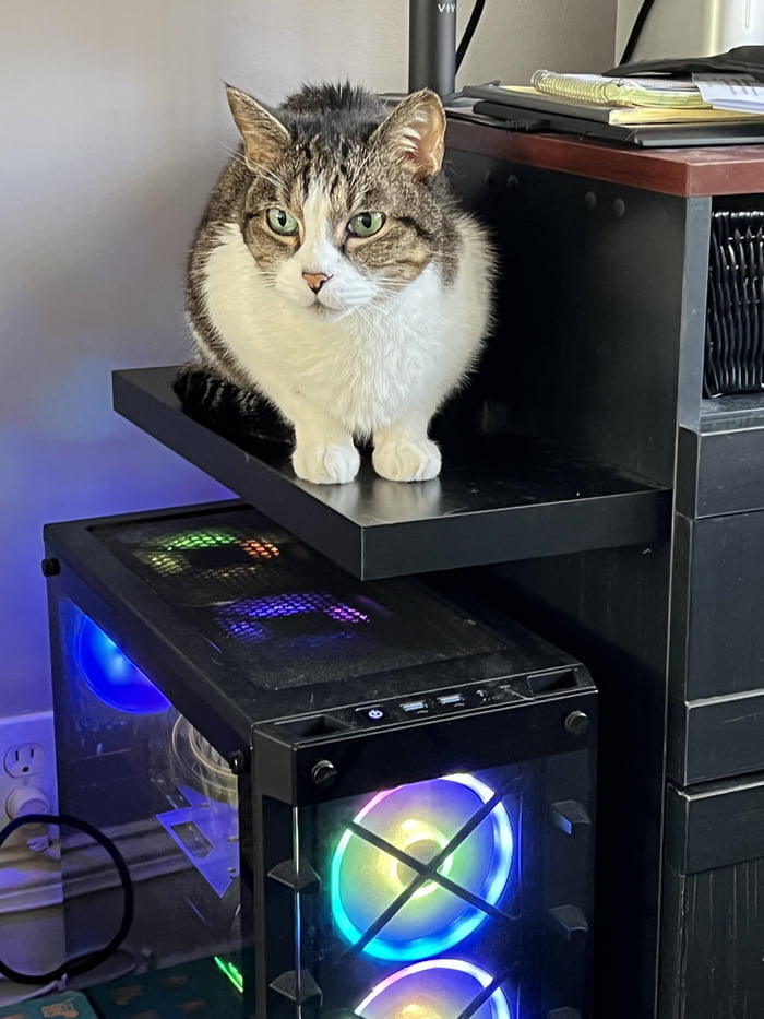 Mod desk to keep cat off PC - 9GAG