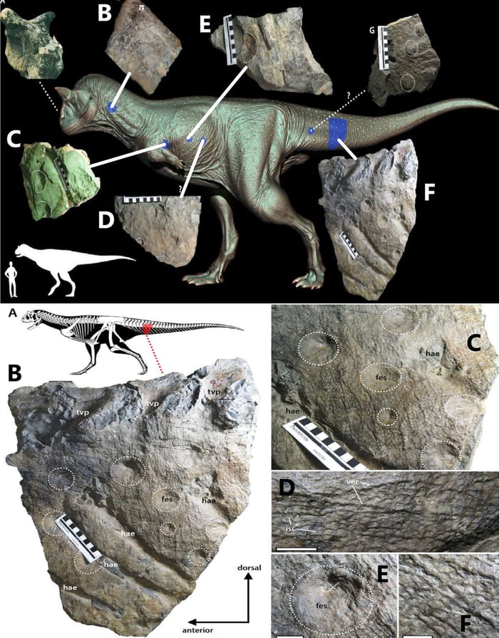 Discovered in 1984 in Chubut Province Patagonia, the first fossilized ...