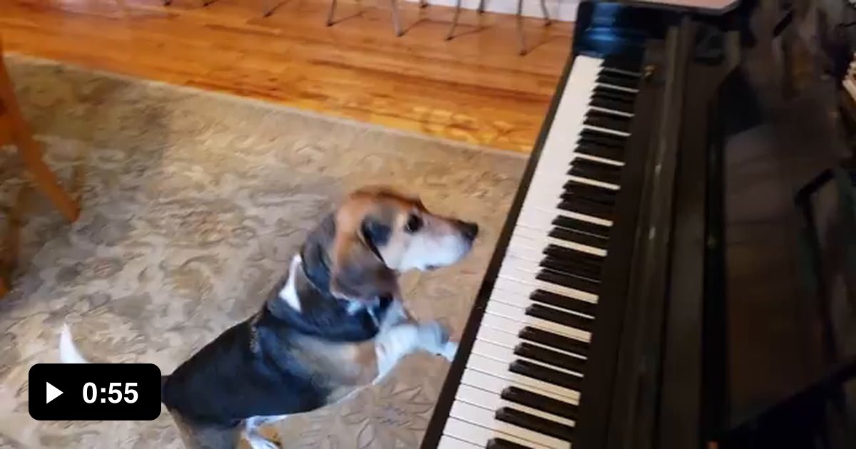 Beagle singing on the piano - 9GAG
