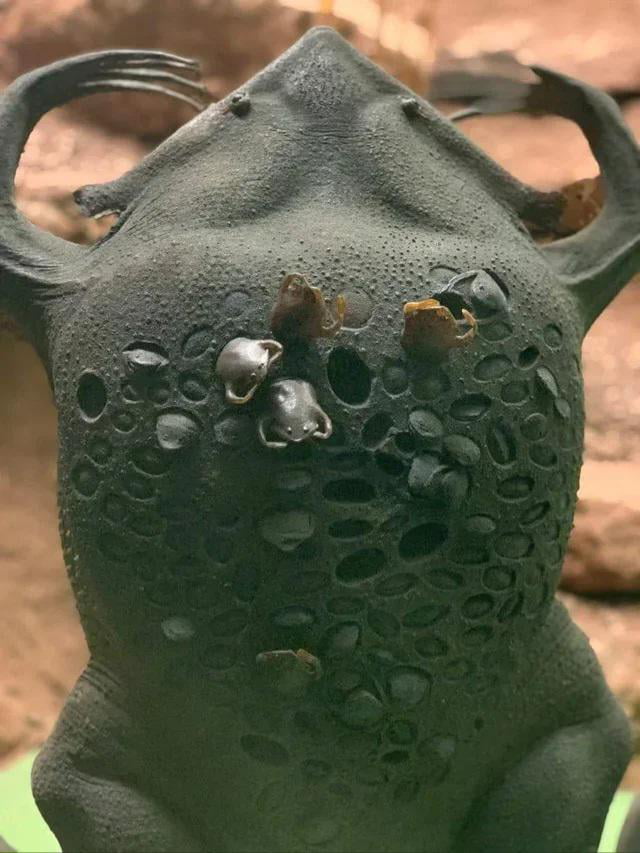 Surinam toad giving birth - 9GAG