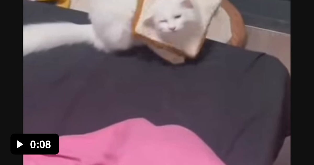 At least the cat put the bread back in the bag - 9GAG