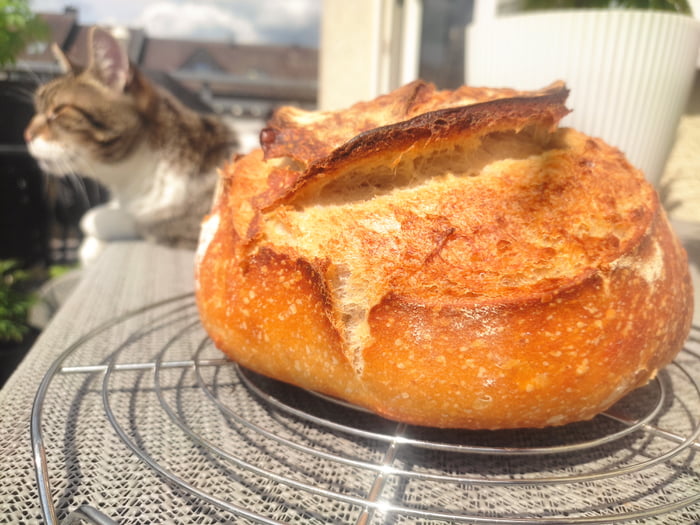 Bread and cat - 9GAG