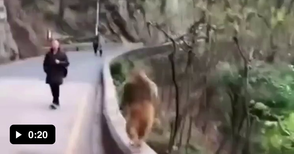 This monke lost his arm but you could say he's un-handicapped
