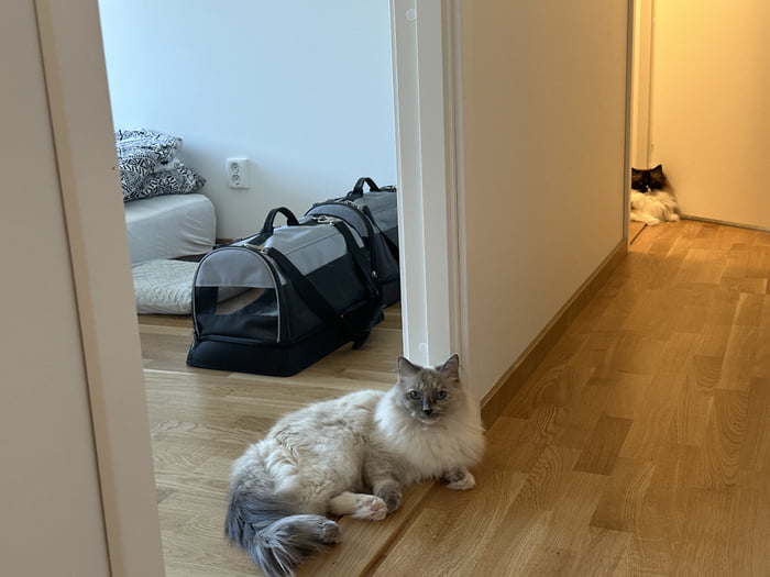 RL District - cat version - 9GAG