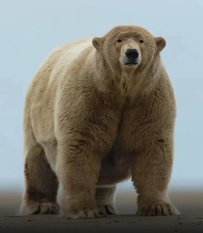 fat-albert-is-the-largest-polar-bear-in-alaska-weighing-over-1000