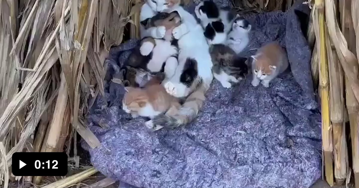 This Cat Family Adopted a Pyppy - Now its part of family - 9GAG
