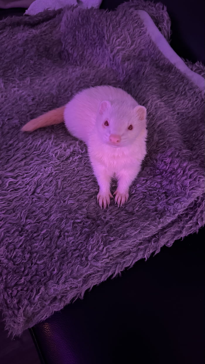 Merry christmas to you in french