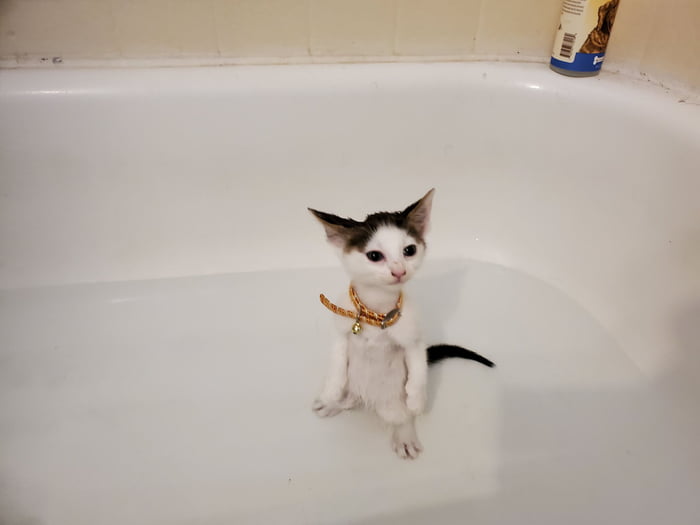 Rescued this kitten and named her Luna after our other amazing cat