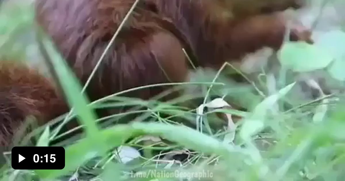 the-sound-a-squirrel-makes-while-eating-lunch-9gag