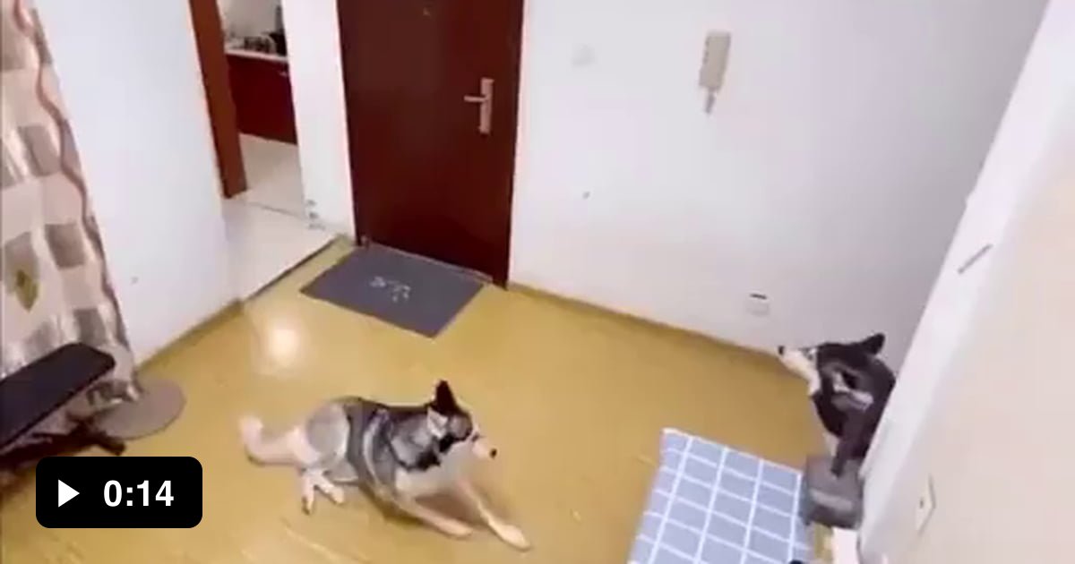 Dog picks up food delivery from door 9GAG