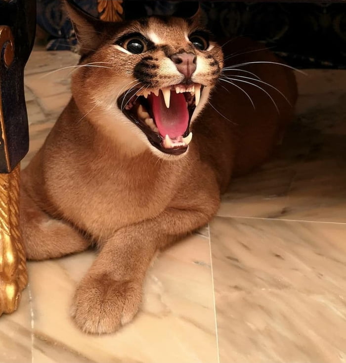 The Bite Of A Caracal Is Measured At About 6000 Newtons Of Force This the-bite-of-a-caracal-is-measured-at-about-6000-newtons-of-force-this
