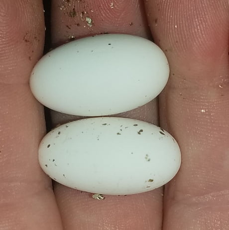 Just Laided Crested Gecko Eggs 9gag Informal having a relaxed or casual atmosphere or character; 9gag