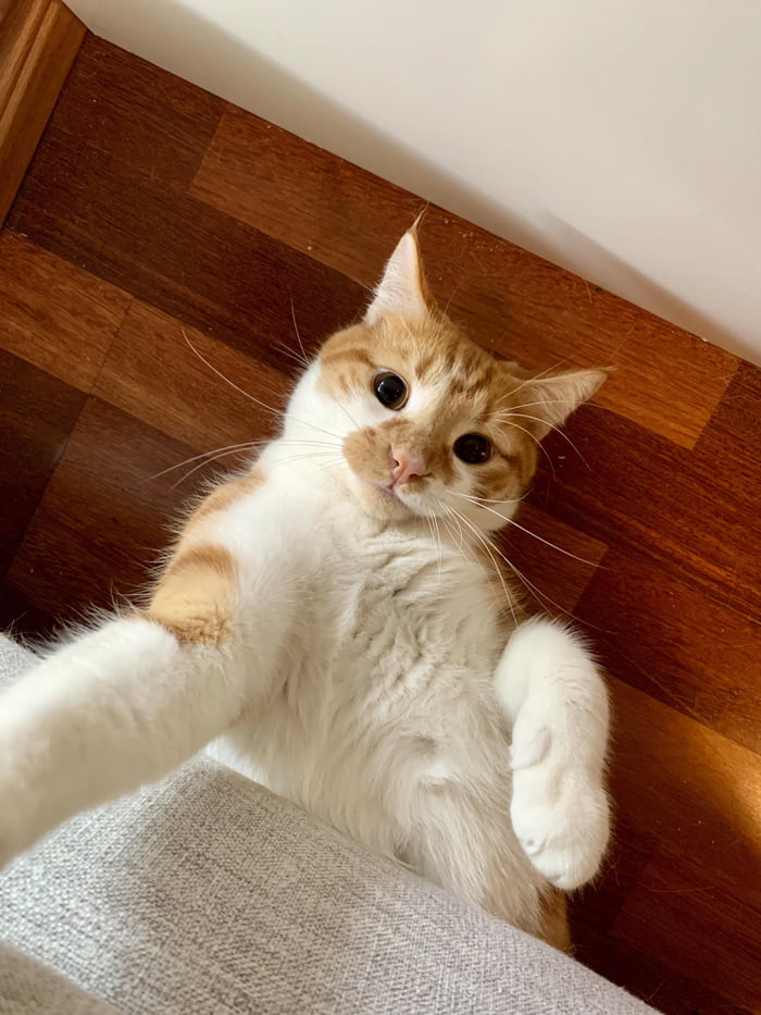 When your cat takes a better selfie than you - 9GAG