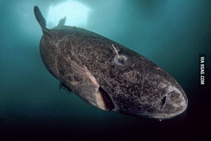 Scientists discovered a 400 year old greenland shark - 9GAG