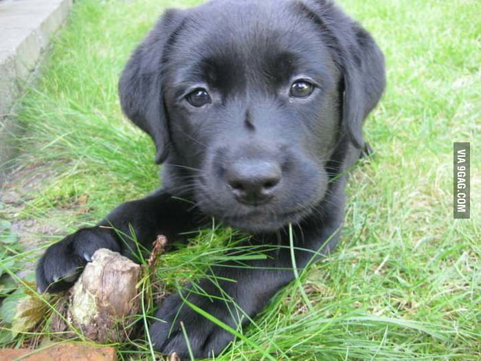 What do you guys think of my labrador puppy? - 9GAG