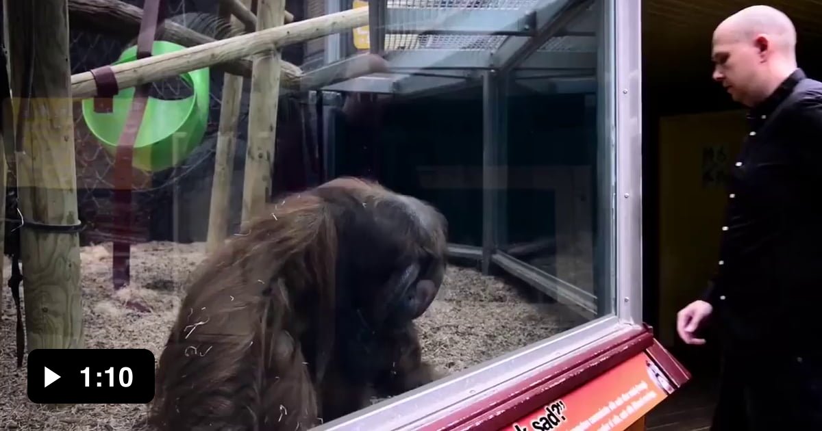 A guy decided to do a magic trick for an orangutan despite the glass in