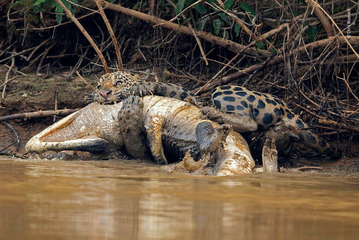 Jaguar winning its battle with a crocodile - 9GAG
