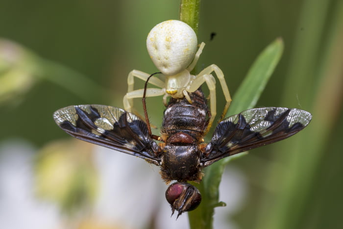 Spider abdomen looks surprised - 9GAG