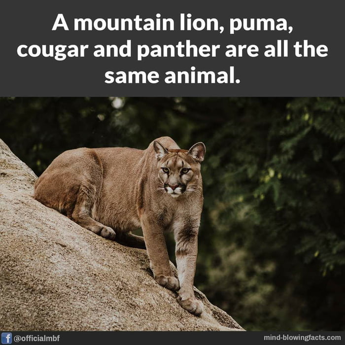 What cougar means