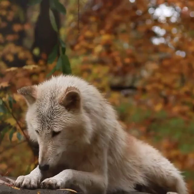 A Female Wolf Howls At The Wolf Conservation Center In South Salem NY