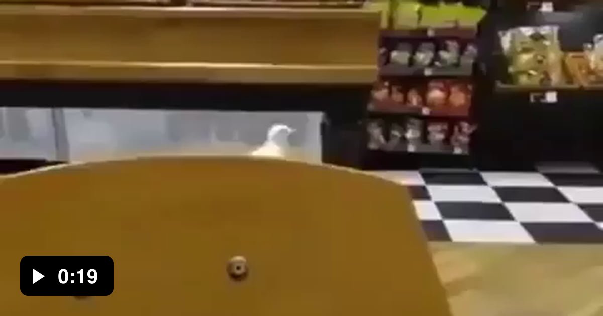 Bird steals chips what a thug 9GAG