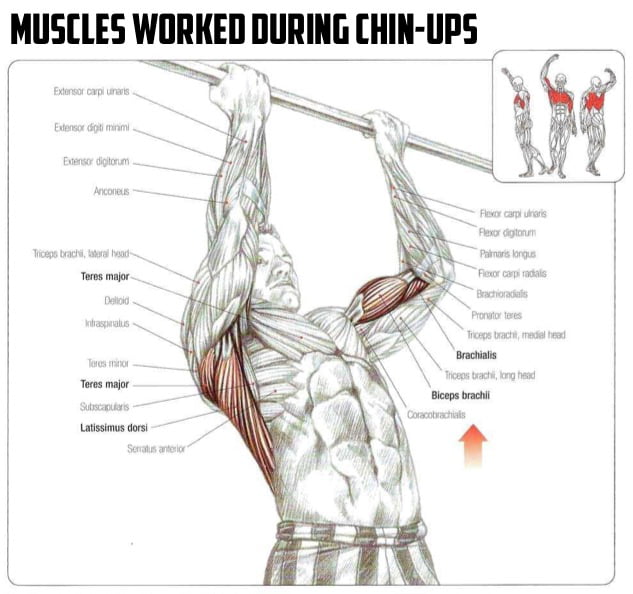For an easy bicep workout at home just do chin ups and neutral grip ? Will  i get bigger biceps if i do this ? - 9GAG