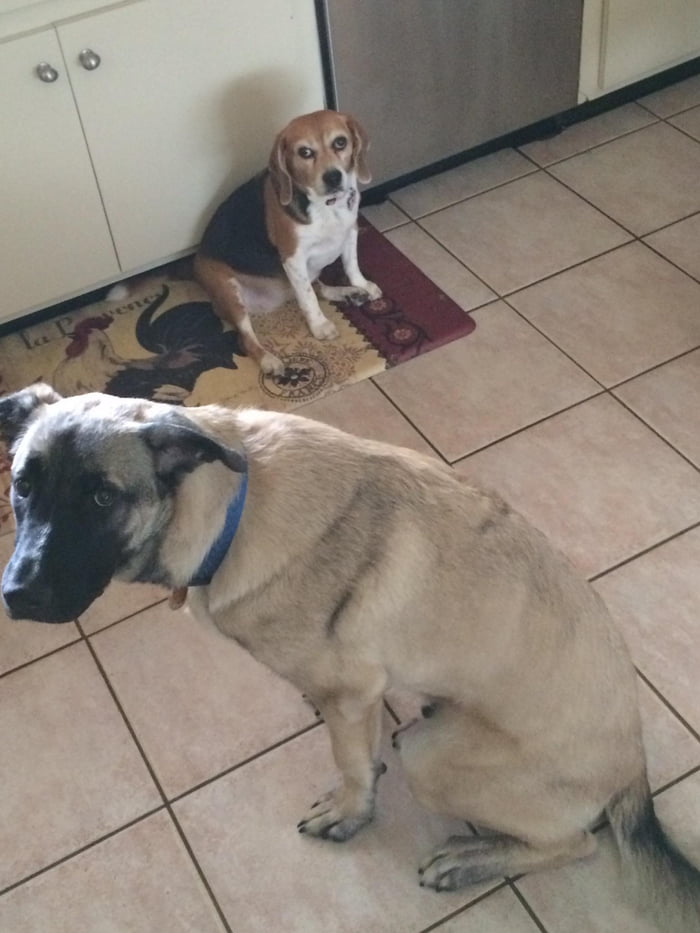 at home emergency vet