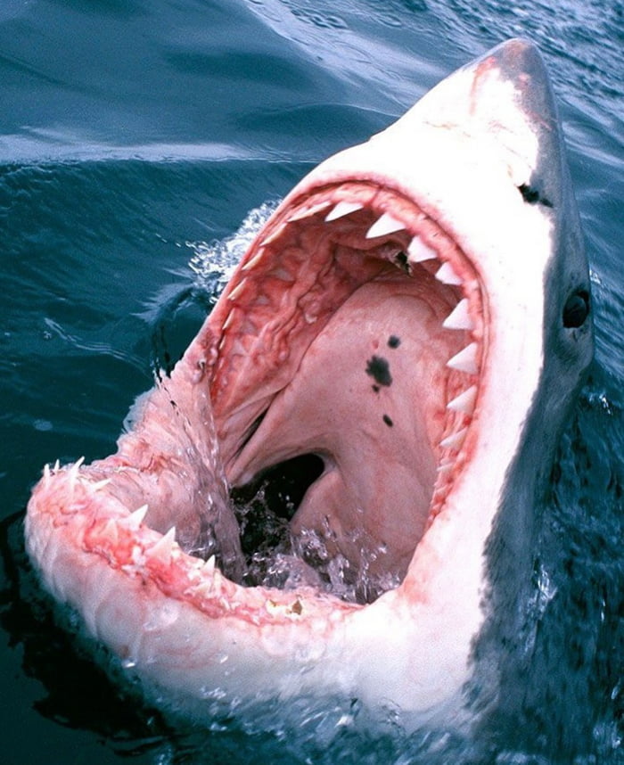 Closeup pic of Great white shark flashing rows of teeth. - 9GAG