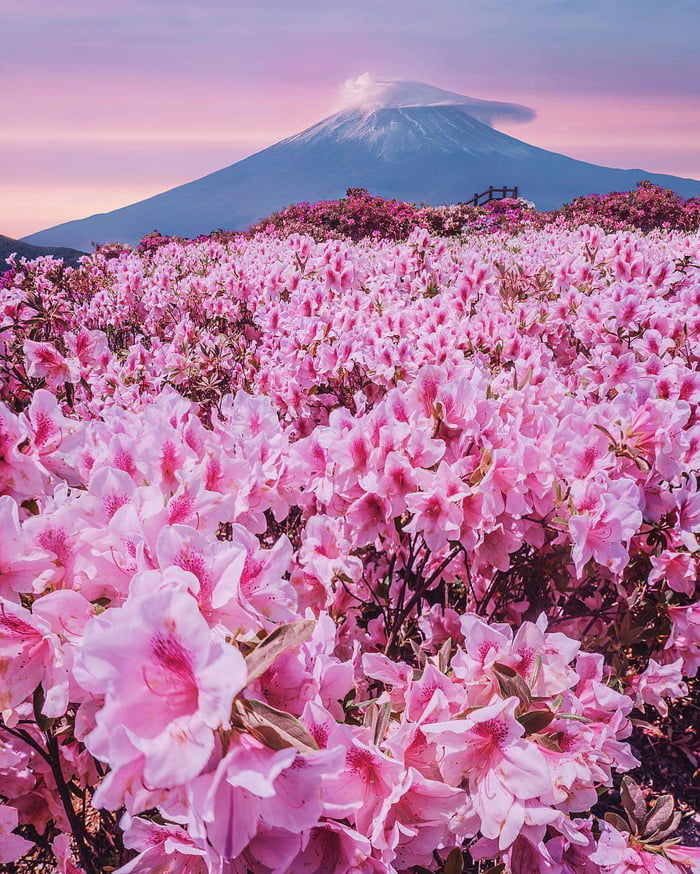 At the base of Mt.Fuji, these beautiful Pink flowers called Shibazakura