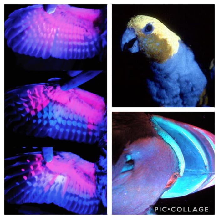 Owls, puffins, and many other birds glow under blacklight. - 9GAG