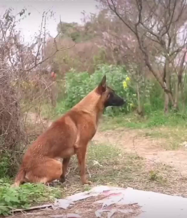 belgian malinois climbing wall