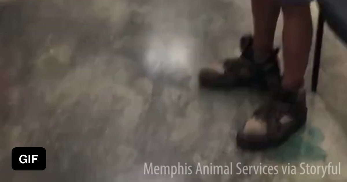 A homeless man was reunited with his lost dog at a shelter - 9GAG