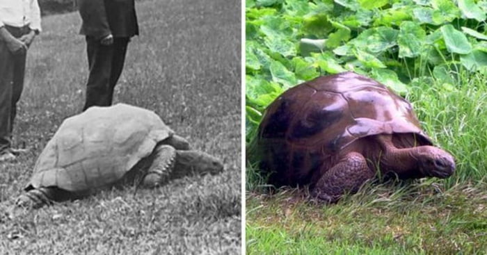 Jonathan, the-187-year-old tortoise photographed in 1886 and today - 9GAG