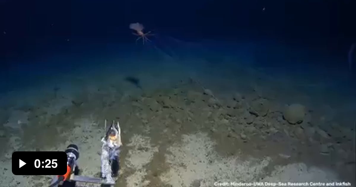 At a depth of 3.3 kilometers, they found an eight-meter squid called ...